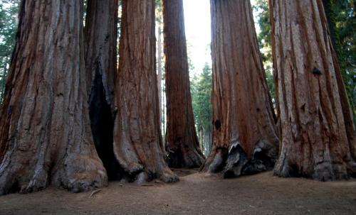 Sequoia